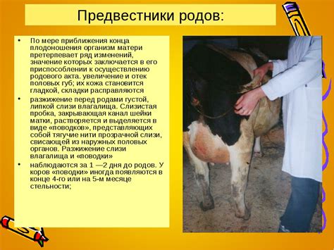 Подготовка коровы к отёлу: формула расчёта родов и восстановление после них