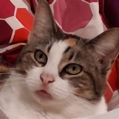 Polk - PHONE SCAM ALERT! Two recent scams we have become aware of that