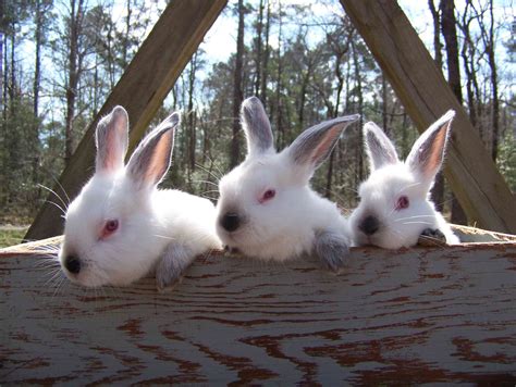 Breeding Rabbits – Pepper Ponderosa