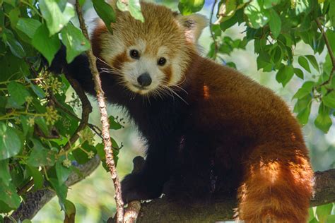 Puffy+Nipple+Pictures Photos, Download The BEST Free Puffy+Nipple