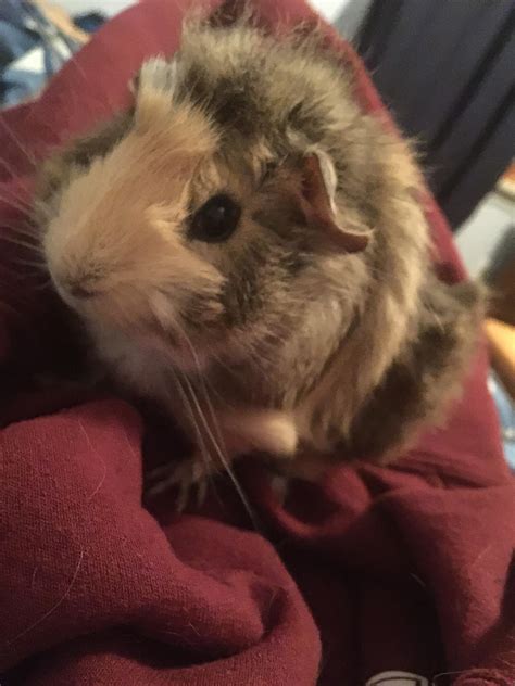 Fluffy pig : r/guineapigs
