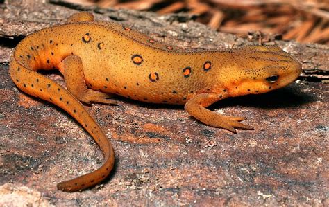 salamandridae wikipedia bahasa indonesia ensiklopedia bebas