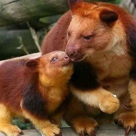 Татьяна Невская - The ultra-rare Wondiwoi tree kangaroo...