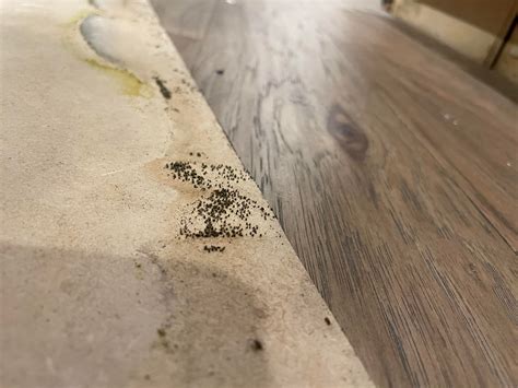 Are these termites? Found behind toe kick in kitchen island. Austin, TX