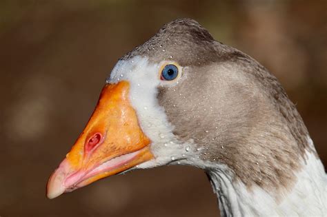 domestic goose gander  photo  pixabay