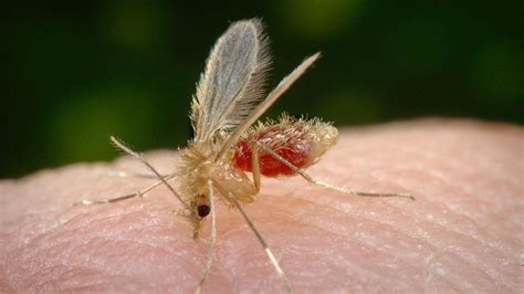mosquito-palha-leishmaniose-Phlebotomus_pappatasi-Centers-for-Disease ...