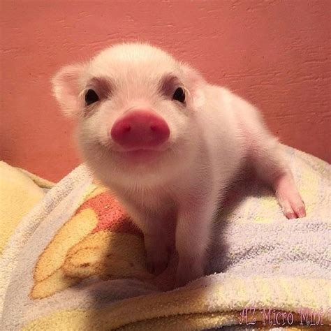 Pig on a Blanket : r/Eyebleach