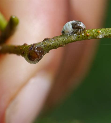 A carnivorous caterpillar in our backyard – Insects on Plants, Chemical