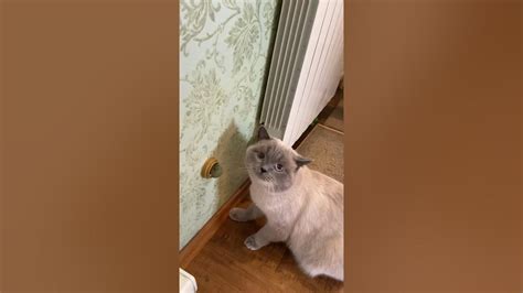 Кот наркоман-горе в семье😂 #ватсон #смешныекоты #коты - YouTube