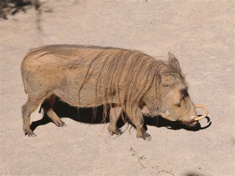 Desert warthog - Alchetron, The Free Social Encyclopedia