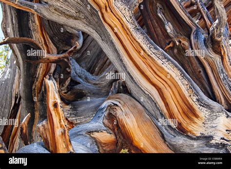 Ancient Bristlecone Pine Forest, White Mountains, California, USA Stock ...