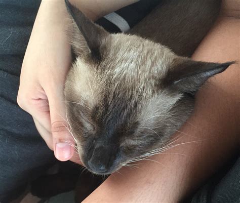Meet Fosco! : r/aww