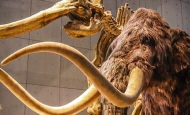 Prehistoric Mastodon Jaw Unearthed in New York Backyard: A Rare Ice Age ...