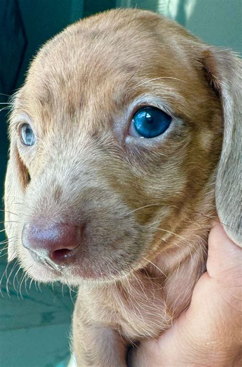 Siberian Huskies Puppies for Sale