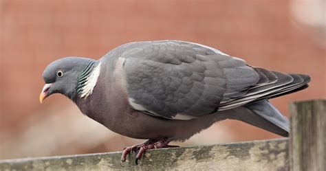 Вяхирь — Columba palumbus / Статьи / Птицы Европы