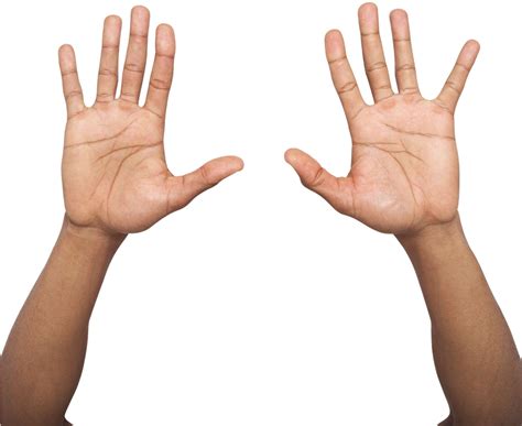 Download HD Hand Palm Up Png - Two Hands Up Png Transparent PNG Image ...