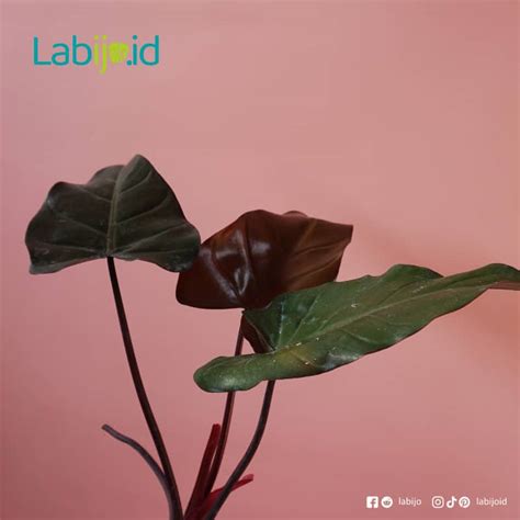 Philodendron Dark Lord for Sale - Labijo.id