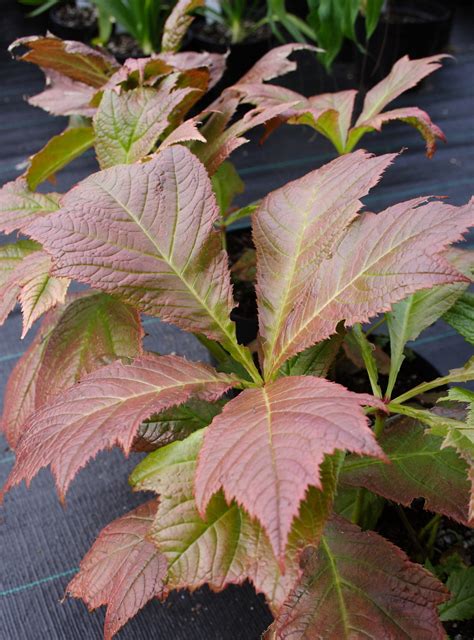 Rodgersia podophylla ‘Rotlaub’ | Pan Global Plants