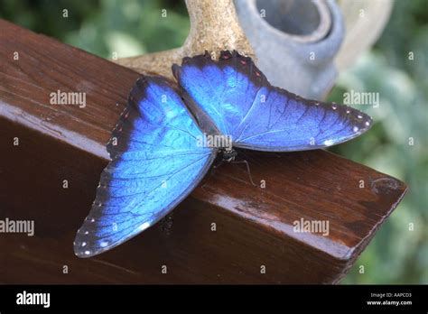 Blue morpho butterfly close up Stock Photo - Alamy