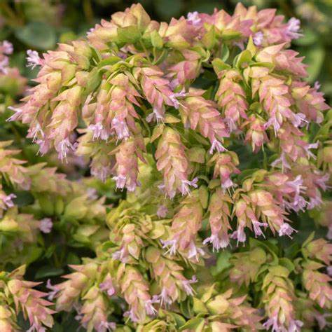 Душица круглолистная Дингл Фэйри (Origanum rotundifolium Dingle Fairy ...