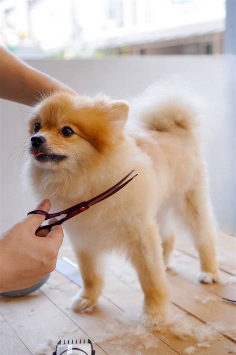 How to Groom a Long-Haired Dog | Airtasker US