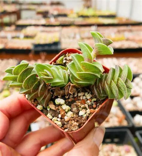 Callisia Navicularis - Succulent Guide