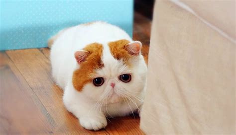 Cutest Cat In The World