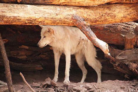 wolf den  stock  pictures royalty  images istock