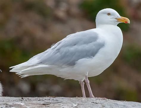 20 Types of Seagulls, Species, Identification and Photos