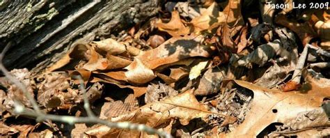Ring Neck Snake & Northern Copperheads in Southern Indiana > General ...