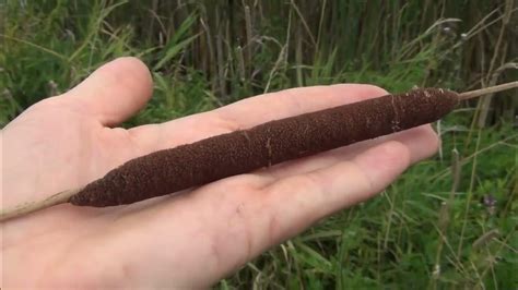 Рогіз вузьколистий (Typha angustifolia) на Одрі - YouTube