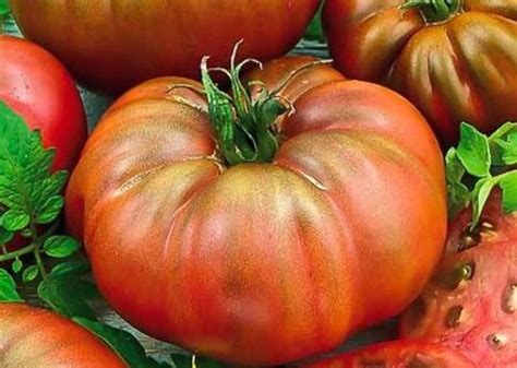 Томат Бизон черный: описание, ОТЗЫВЫ (13), фото | tomatland.ru