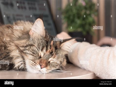 Cat sleeps on the table. Cat Maine Coon. Muzzle cat Stock Photo - Alamy