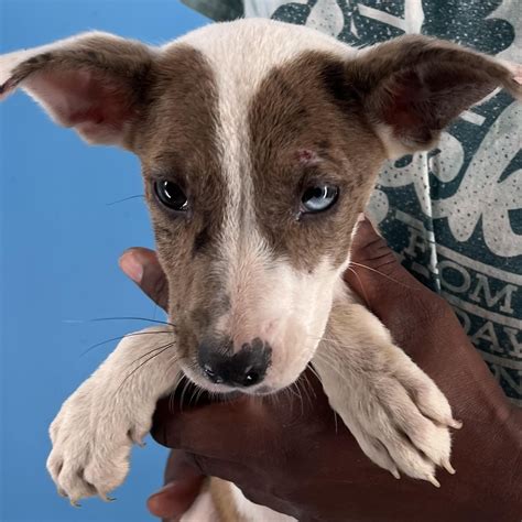 Coos County Animal Shelter in Coos Bay, OR