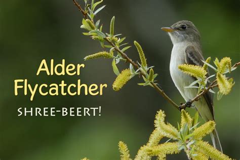 alder_flycatcher_750X500 | Music of Nature