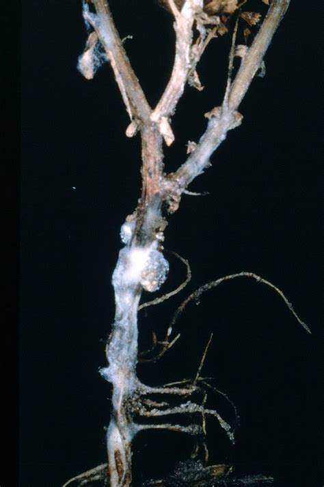 Sclerotinia Rot of Chickpea - Field Crop Diseases Victoria | Field Crop