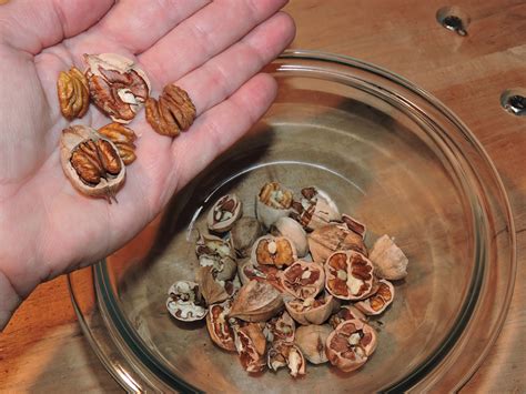 Mother Nature's best-kept secret: Hickory nuts - Farm and Dairy