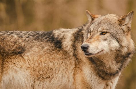 Foto de stock gratuita sobre abrigo de lobo, al aire libre, alerta de