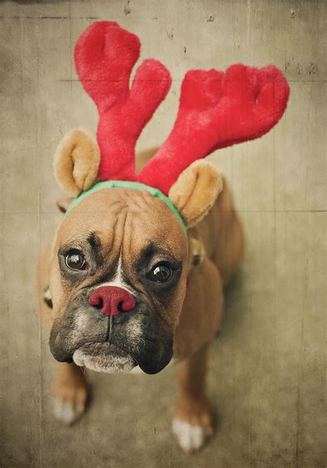 Funny Boxer Puppy by Jody Trappe Photography