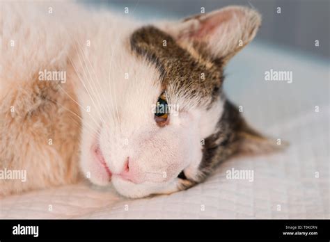 Cat with nasal tumor prepared for surgery Stock Photo - Alamy