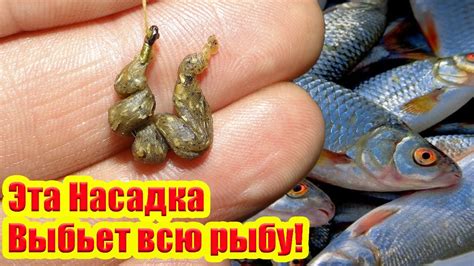 Эта Насадка Творит Чудеса! Тесто для Плотвы Насадка на Карася Леща ...