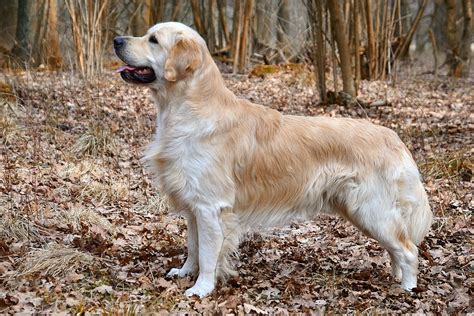 Golden retriever — Wikipédia