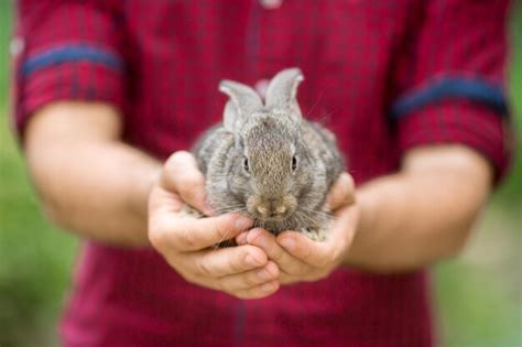 Premium Photo | Rabbit animals and people
