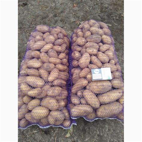 Продам Картошку сорт Гранада, купити картошку сорт Гранада — Agro-Ukraine