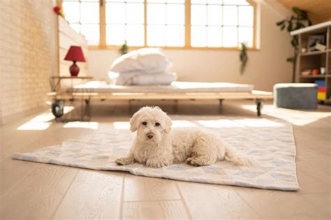 how to remove dog faeces from carpet