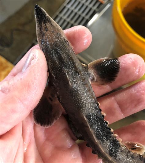 Small lake sturgeon | FWS.gov