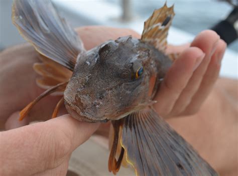 Marine Animals Disappearing Twice as Fast as Land Animals, Here’s Why ...