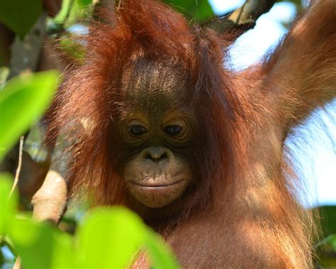 Blog — Orangutan Foundation