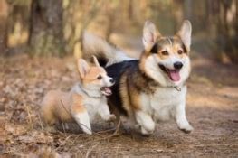 10 Best Corgi Breeders (2026 Updated) - Happy Dog Breeds