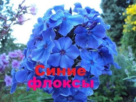 Синие флоксы - YouTube